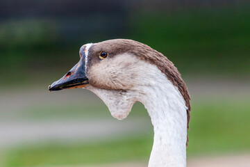 Close-up profile portrait of a brown African Goose showing dark bill and dewlap. Sharp technical focus on eye and plumage texture with blurred background for stock. © niltonemaia