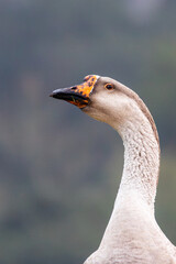 Vertical profile portrait of an African Goose with orange-spotted bill knob and background light bokeh. Sharp technical focus and copy space for stock. © niltonemaia