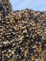Muscheln an einem Felsen © evamsi