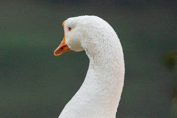 Horizontal profile portrait of a white Swan Goose with orange bill and curved neck. Sharp focus on feathers with clean copy space background for stock. © niltonemaia