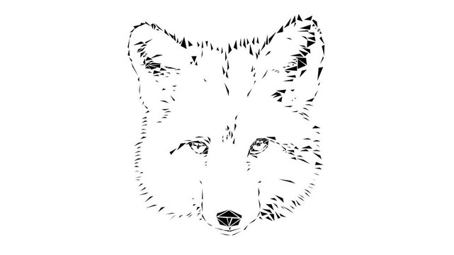 Timelapse fox