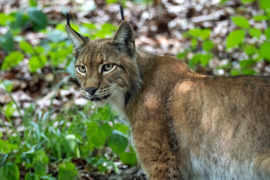 Luchs im Wildpark Kn&uuml;ll Schwalm-Eder-Kreis 