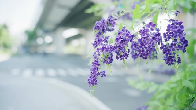 Purple flower clusters framing a blurred crosswalk under an overpass
