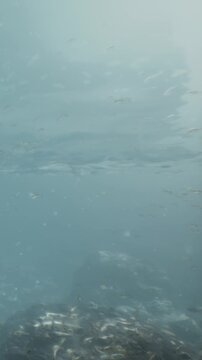 Fish swim around a coral reef in a tropical ocean. The water is blue and clear, allowing for a view of the underwater life. Sunlight filters through the surface.