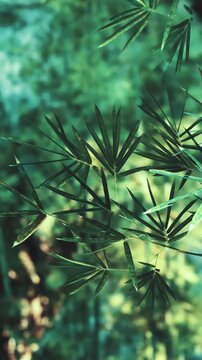 Leaves of a green plant are visible in a shaded area. Sunlight filters through and creates a soft focus on the surrounding greenery. The scene shows various shades of green and natural textures.