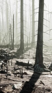 In a forest that has experienced a fire, blackened trees stand tall in the mist. The ground is covered with ash and scattered twigs. The soft light of morning shines through the trees.
