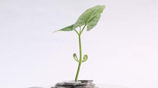 A green sapling gently spins from a stack of coins on a white background, its leaves unfurling and its stem stretching upward, symbolizing sustainable financial growth and investment progress.