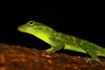 Fototapeta premium Anole in Puerto Rico