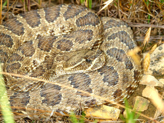 Fototapeta premium Prairie Rattlesnake in South Dakota