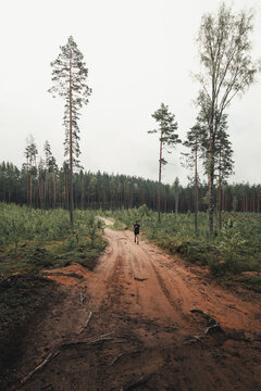 View of a person running along a dirt path through a pine forest in Litene, Gulbene Municipality, Latvia.