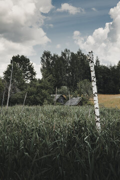 View of a rural landscape featuring a tall birch tree in the foreground, tall grass, and a small wooden hut nestled among trees in Rezekne, Latvia.