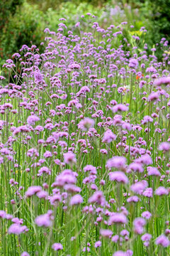 Hohes Eisenkraut, Argentinisches Eisenkraut, Garten-Verbene, Gartenverbene, Verbene (Verbena bonariensis)