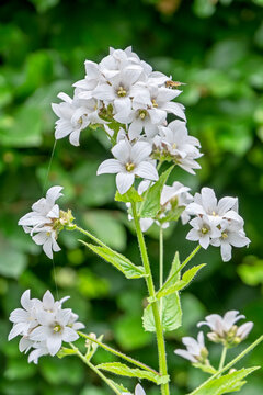 Doldenglockenblume (Campanula lactiflora)  Sorte Alba