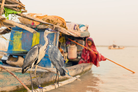 Taunsa, Pakistan - 29 September 2015: View of two grey herons perched on a wooden boat on the Indus River, with a Mohana woman rowing in the background.