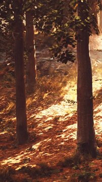 Sunlight shines through tall trees in a forest area. The ground is covered with brown leaves and grasses. It is a warm afternoon with clear visibility of the surroundings.
