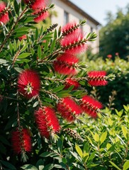 Obraz premium Vibrant red bottlebrush flowers bloom on green branches with a blurred building background. Bright red blossoms on shrub attract bees. Botanical garden scene shows flowering plant.