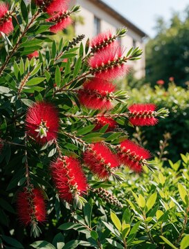 Vibrant red bottlebrush flowers bloom on green branches with a blurred building background. Bright red blossoms on shrub attract bees. Botanical garden scene shows flowering plant.