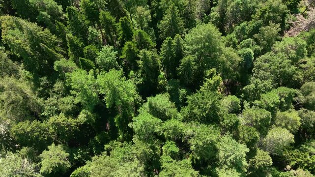 Finnish forest with exotic trees in H&auml;meenlinna, Aulanko from air top down view and a road and cars in cinematic slow motion. 