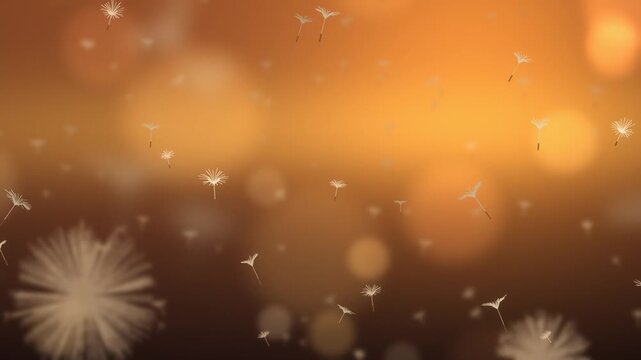 Dandelion Seeds Drifting on the Breeze Over a Soft Focus Meadow Seamless Loop in rich amber tones