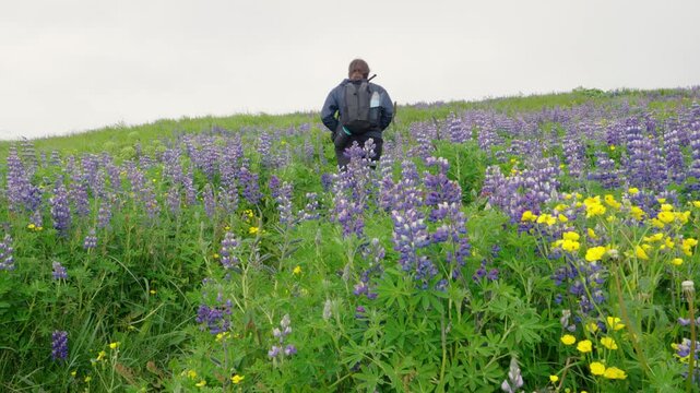 A lone person with a backpack embarks on an adventure, hiking through an expansive field of vibrant purple lupine and yellow buttercup flowers in the lush, green landscape on Iceland.