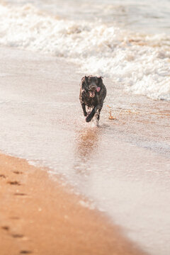 Wet black spaniel dog stands in shallow sea water beside foamy sandy beach on montenegro kotor coast.