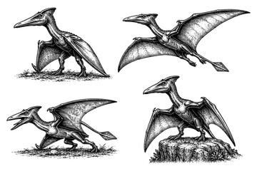Vintage illustrations of pterodactyls in various poses, showcasing prehistoric flying reptiles © Compositor 