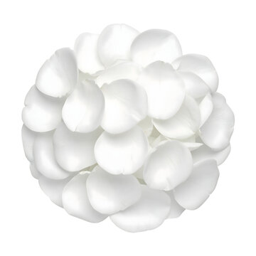 White rose petals arranged in a perfect sphere shape forming a delicate floral composition for wedding decoration or beauty product branding&nbsp;