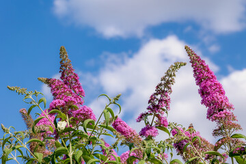 Selective focus of violet pink flowers Summer lilac (Vlinderstruik) Buddleja davidii, Butterfly-bush or Orange eye is a species of flowering plant in the family Scrophulariaceae, Natural background. © Sarawut