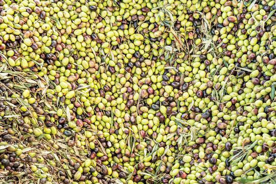 Freshly harvested olives with leaves.
A close-up view of green, purple, and black olives mixed with olive leaves and small twigs after harvest.