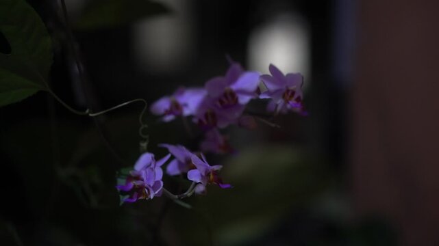 purple flower in the garden