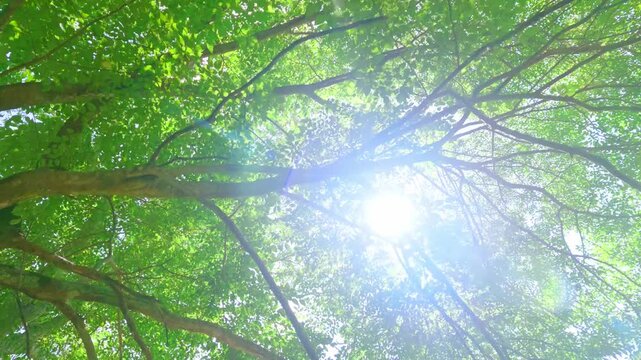 太陽光が差し込む森の中を見上げながら歩く風景　アウトドア
