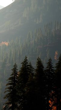 Fog rolls over a mountain side covered with green and some orange trees during the early morning. Light breaks through the trees creating a soft glow.