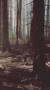 The scene shows a forest area where trees have been burned. New growth is visible among the blackened trunks. Sunlight filters through the tree branches creating shadows on the ground.