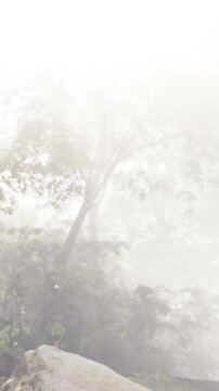 Fog covers a forest with tall trees. The scene shows green foliage and a sense of mystery. Light filters through the trees creating a damp atmosphere.