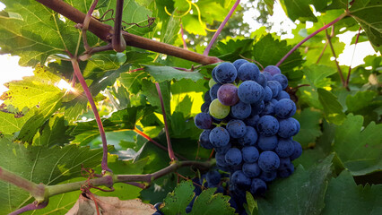 Ripe dark purple wine grapes hanging on a vine in a sunny vineyard © VEVELOX