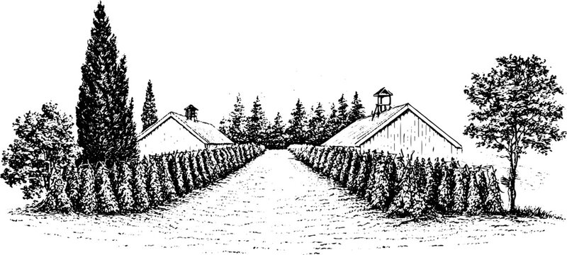 Vintage engraved hop field landscape with drying sheds and planted rows for agricultural label background and farm poster design rustic scene