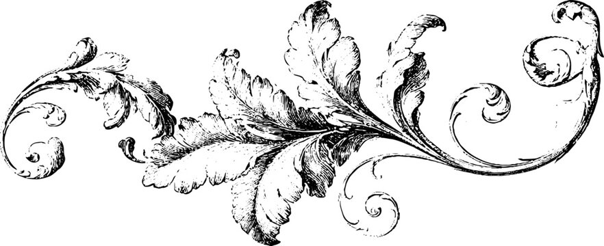 Vintage engraved renaissance botanical ornamental acanthus scroll for decorative border and background design for manuscript frame and ornamental embellishment