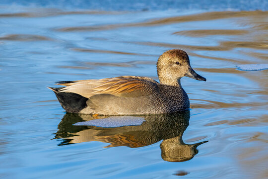 00733-00408 Gadwall (Mareca strepera) male in wetland Clinton Co. IL
