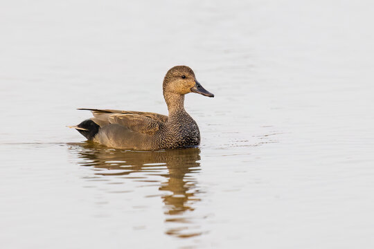 00733-00417 Gadwall (Mareca strepera) in wetland Marion Co. IL
