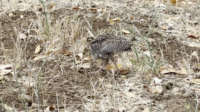 Turkey poult grazes with watchful parent nearby