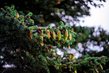 Close up of green pine cone growing on spruce tree branch with soft bokeh background © Oleksandr Kashcheiev