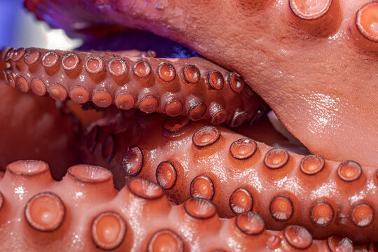 Close-up of red octopus tentacles creating an abstract image.
An impressive view showing glossy red octopus tentacles with visible suction cups and curled shapes.
