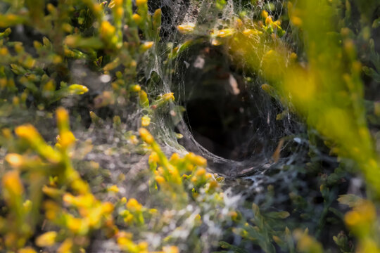 Wejście do kryj&oacute;wki pająka lejkowca (Agelena labyrinthica) jest otoczone gęstą roślinnością o ż&oacute;łtozielonym ulistnieniu. Sieć ma kształt lejka i prowadzi do ciemnego tunelu, typowego dla tego gat