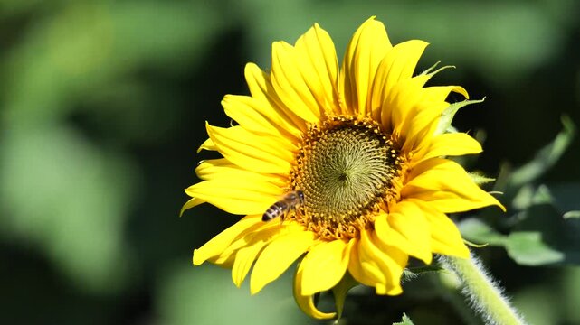 Nahaufnahme einer Biene im Flug an einer Sonnenbl&uuml;te im Sonnenlicht