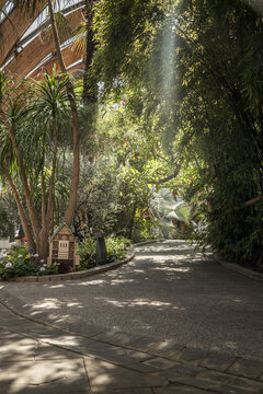 Sheffield, England, United Kingdom - 15 July 2026: View of a winding path through lush greenery and bamboo in the Sheffield Winter Garden, with sunlight filtering through the glass