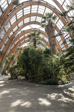 Sheffield, England - 15 July 2026: View of the Winter Garden featuring its distinctive wooden arched structure, lush tropical plants, and expansive glass ceiling.