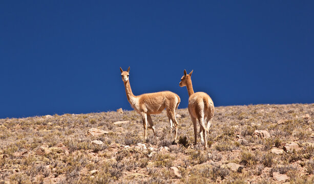Two wild vicunas standing on mountain slope under deep blue sky Peru
