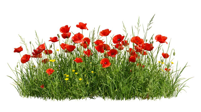 Red poppy flowers and yellow buttercups in a vibrant green grass field isolated on white background.