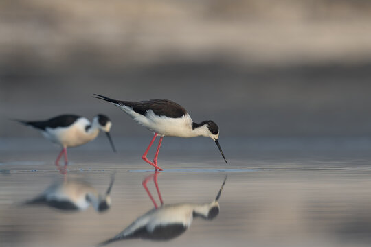 Two black-winged stilts foraging in shallow water with reflections