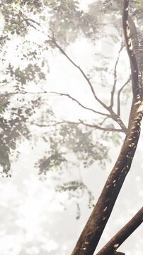 Tree branches stretch across a foggy scene where light breaks through leaves. The atmosphere is filled with mist creating a natural environment. This scene captures outdoor beauty.